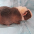 Nirvana Greys ,�okol�dov� - b�l�,nar 12.9.2015