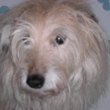 Belina, z �tulku ,ode�la do ps�ho r�je 22.10.2010  ve v�ku 17,5 roku