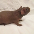 Mastroiani Greys , aguti oran�ov�, nar 30.6.2013