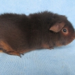 Gina Cavia Carnea, okoldov tan, nar 31.5.2014