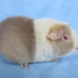 Ikona Greys, lila - b�l� s ice cream, nar  4.6.2014