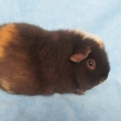 Raspberry in the chocolate od Nicolette, US Teddy, �okol�dov� s b�lou a buff,nar 1.10.2012