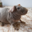 Qualita Greys, CZCH ,nar 20.6.2012, oran�ov� aguti