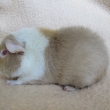 Verba Greys, b�ov� -�afr�nov� - b�l�, nar 9.11.2014