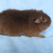 Gerda Greys, US Teddy SKG, nar 15.4.2014,aguti oran�ov�