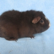 Zuzka Cavia Carnea,nar 3.7.2013, bava �okol�dov� s b�lou
